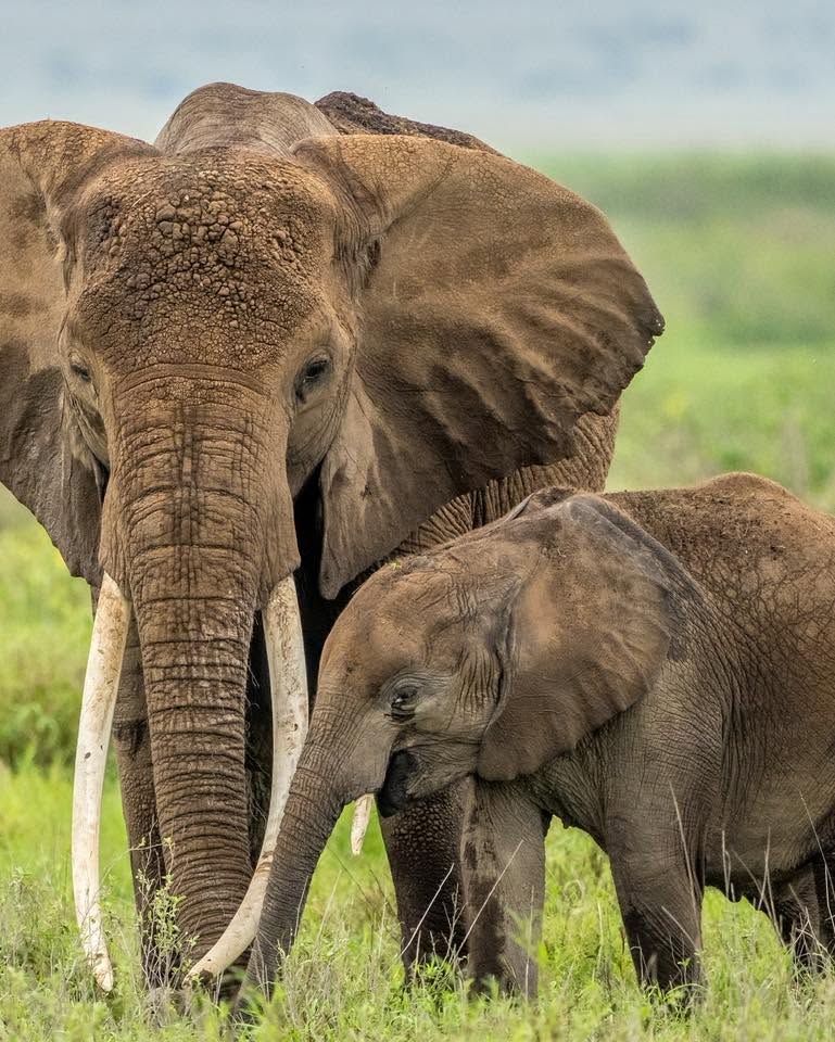 Elephant mother and calf grazing on the savanna