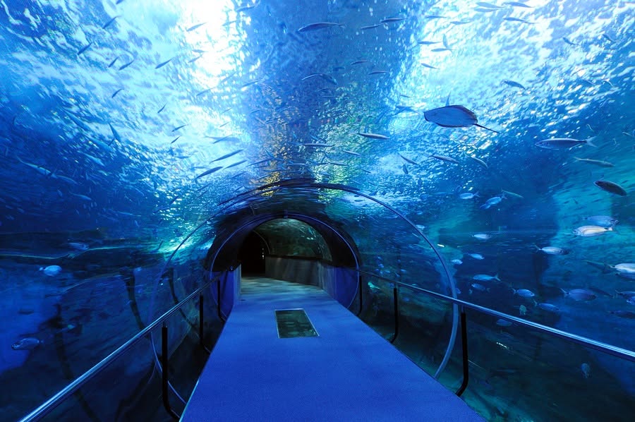 Walk-through aquarium tunnel surrounded by fish at a family attraction Walk-through aquarium tunnel surrounded by fish at a family attraction