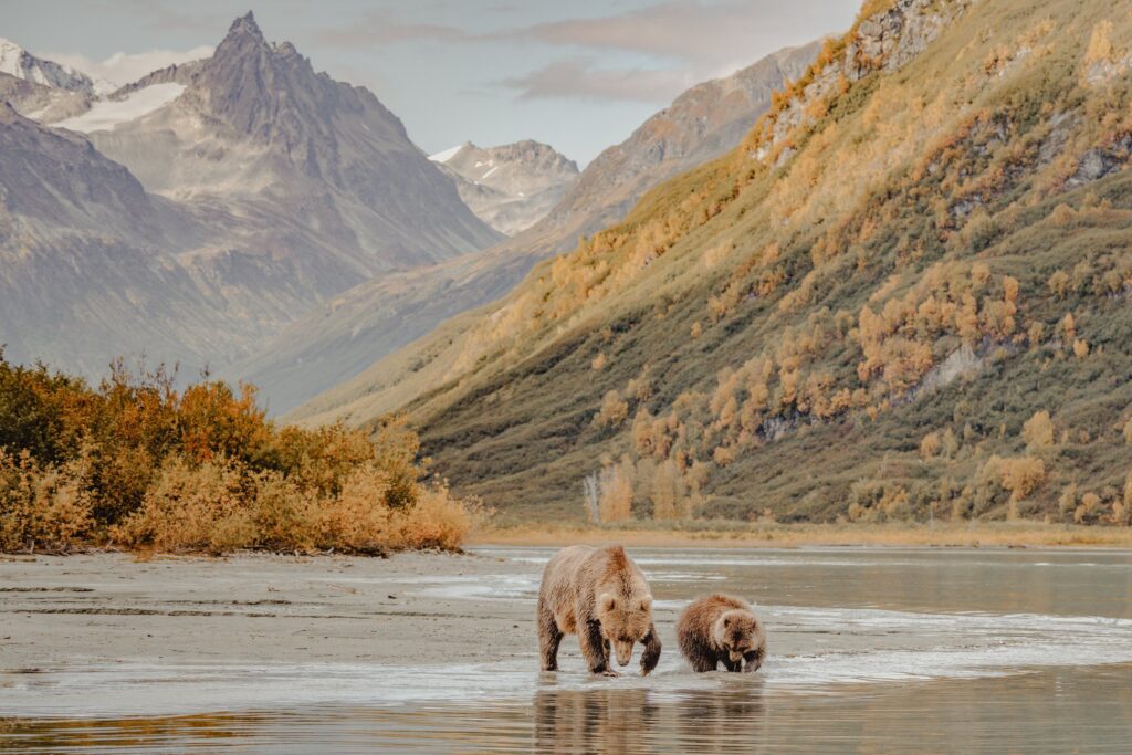 Brown bears fishing in an Alaska river