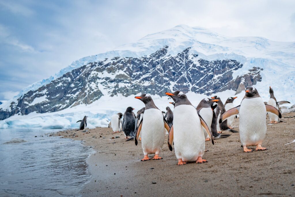 Gentoo penguin at Neko Harbour, Antarctica
