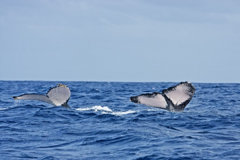 Humpback whales in Vava'u, Tonga