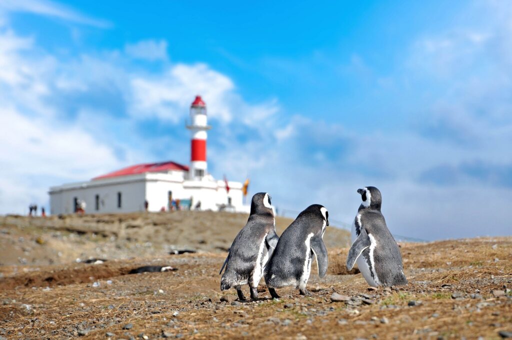 Magellanic penguins on Magdalena Island near Punta Arenas, Chile