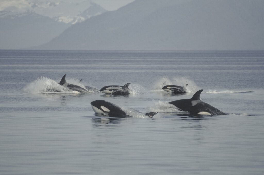 Orcas swimming in Alaska waters