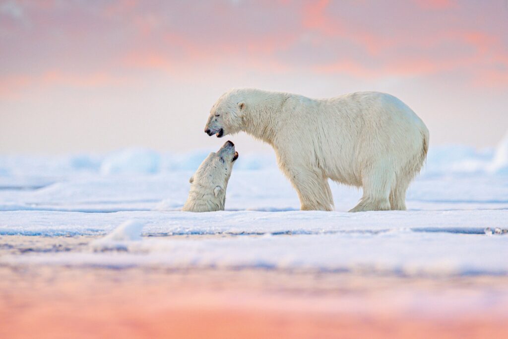 Polar bears on the sea ice in Svalbard